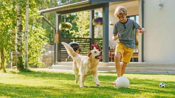 3 Great Games to Play With Your Dog