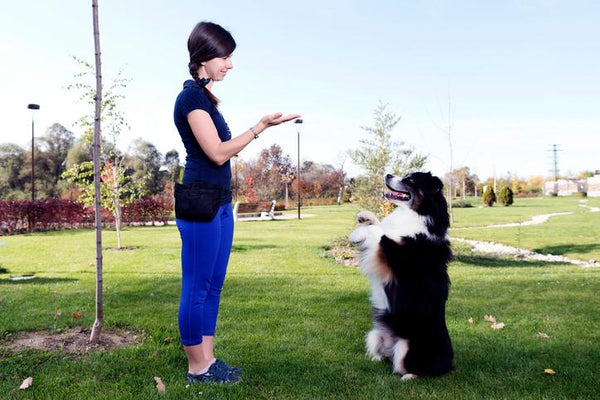 How to Transform Your Dog Training
