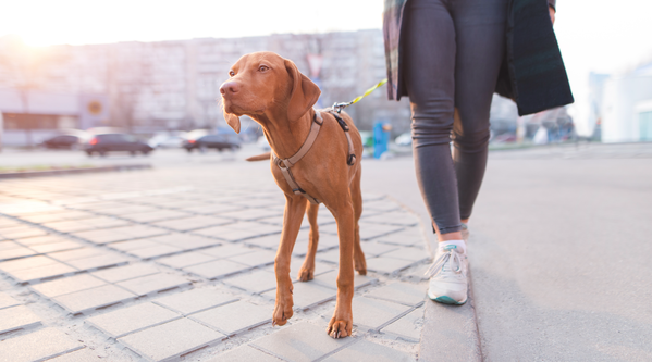 Canine Teenager: Is Your Dog’s Training Stalling?