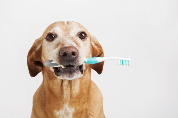 9 Facts You Need To Know About Canine Dental Health