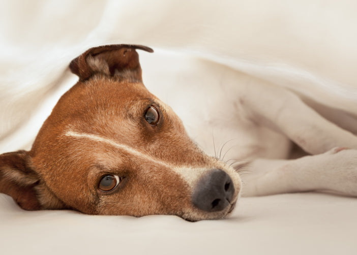 6 Alternatives for Treating Chronic Pain in Dogs