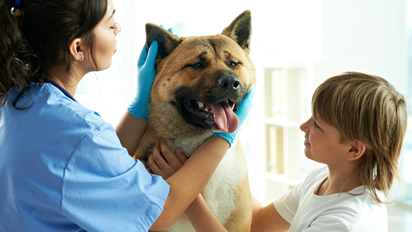 The Importance of Pet First Aid & CPR
