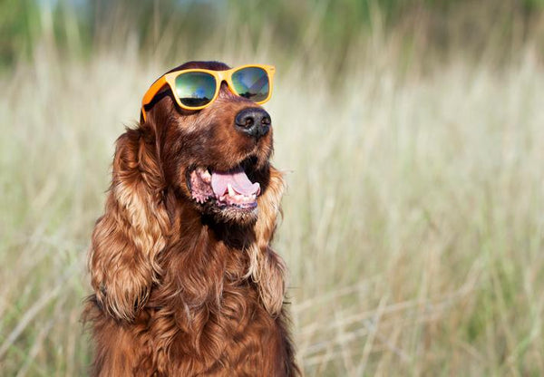 Top Tips for Doggy Sun Protection