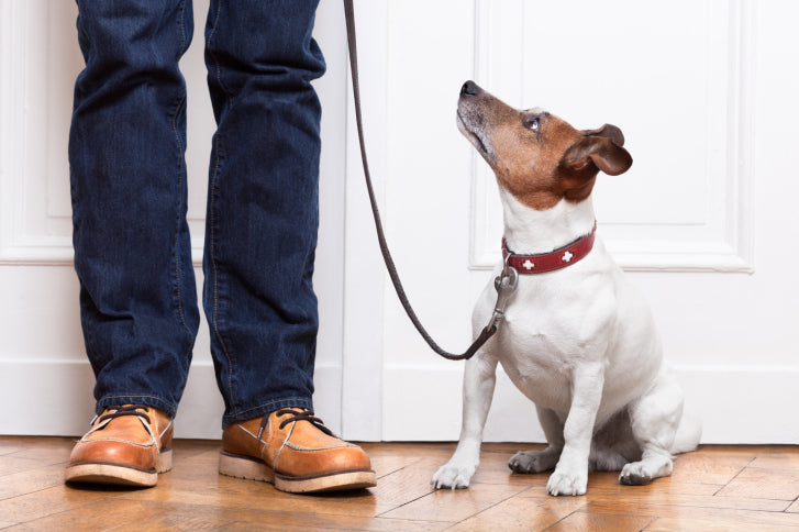 Breathwalking? How to Meditate With Your Dog & Positively Condition Your Mornings