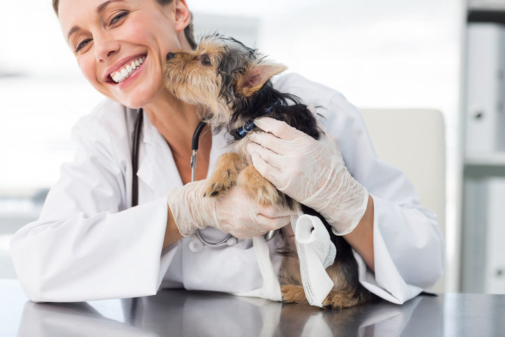 Choosing the Right Veterinarian for Your Dog