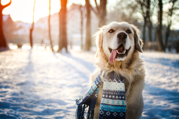 Doggy, It’s Cold Outside: How Cold Is Too Cold for Your Dog?