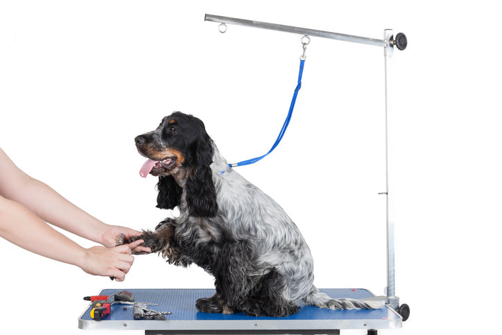 Everything You Need to Know About Shaving Your Dog