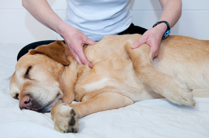 How to Help Relieve Dog Joint Pain