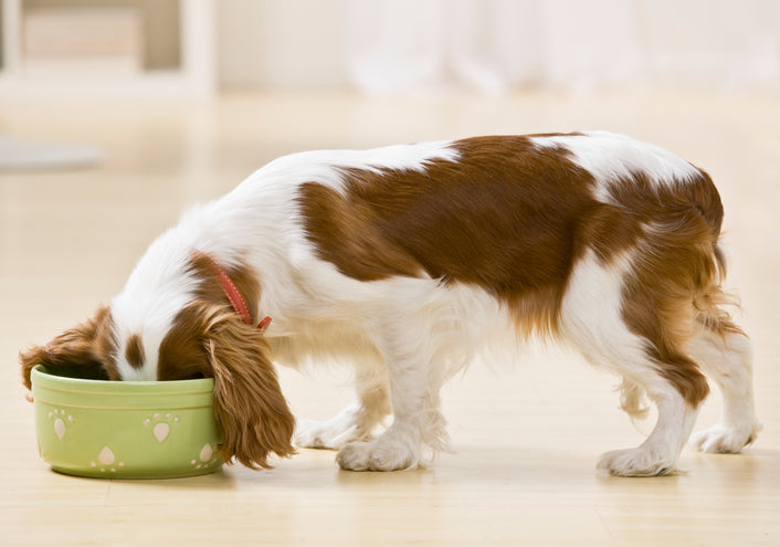 How to Make Sure Your Dog Is Eating a Biologically Appropriate Diet