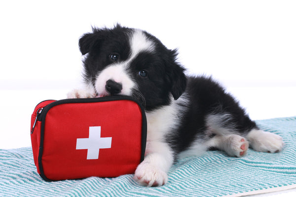 K9 Epilepsy: What’s in Your Dog’s Epi First Aid Kit?
