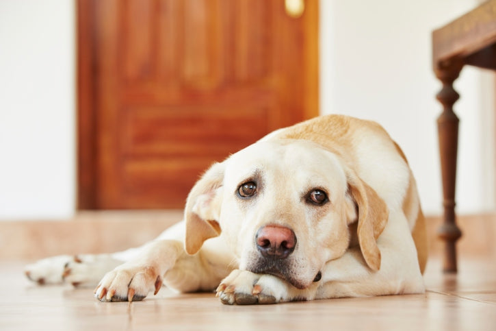 One Important Way to Prevent Your Dog From Developing Arthritis