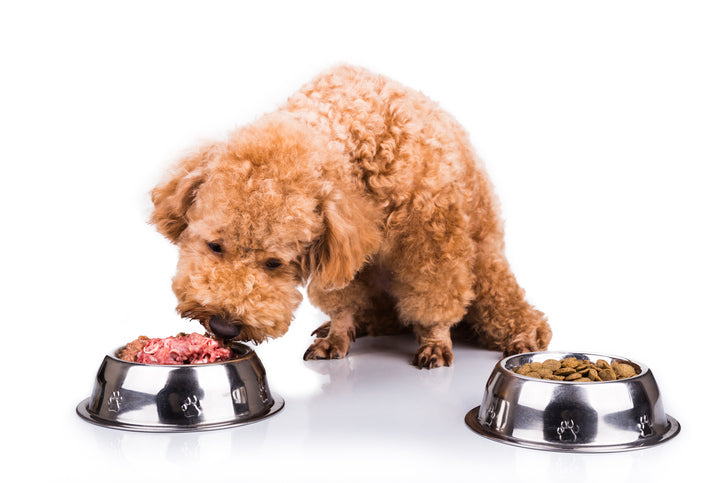 Should You Switch Your Dog to a Raw Food Diet?