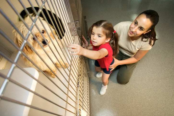 The Good, The Bad, & The Ugly of Pet Adoption & Animal Rescue