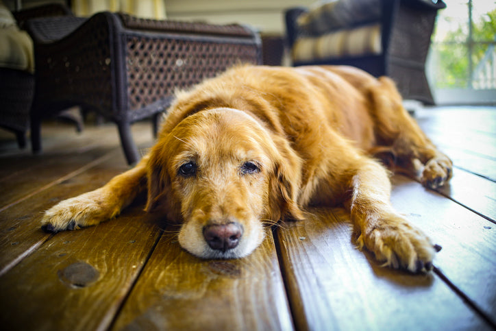 When Animals Age: How to Care for Your Aging Pet