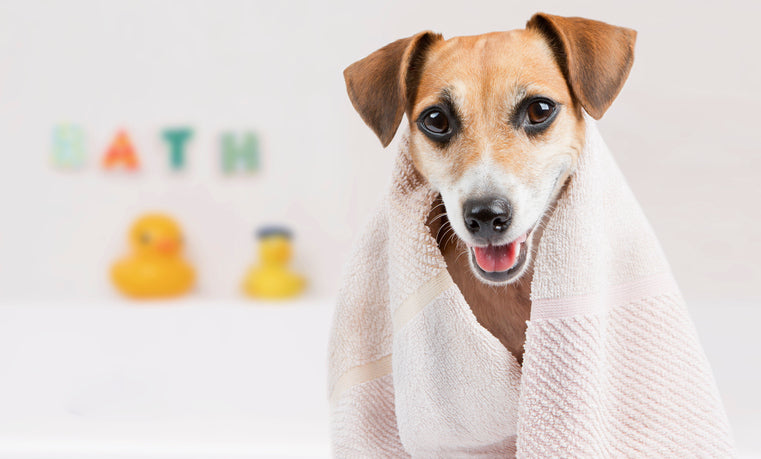 Why Dogs Should Have Spa Days Too