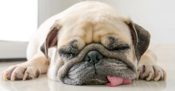 Sleep Deprivation In Dogs: Tired Dog, Grumpy Dog