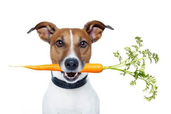 10 Human Foods You Can Feed Your Dog