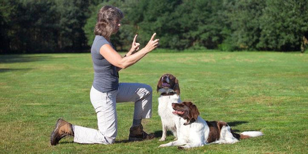 5 Popular Dog Training Methods That Actually Work