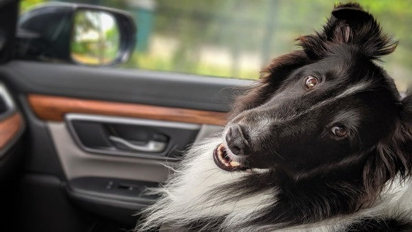 Road Trippin’ With Your Dog