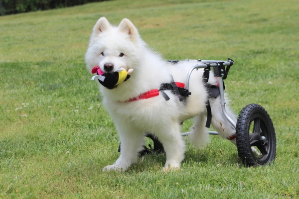 Pets With Disabilities